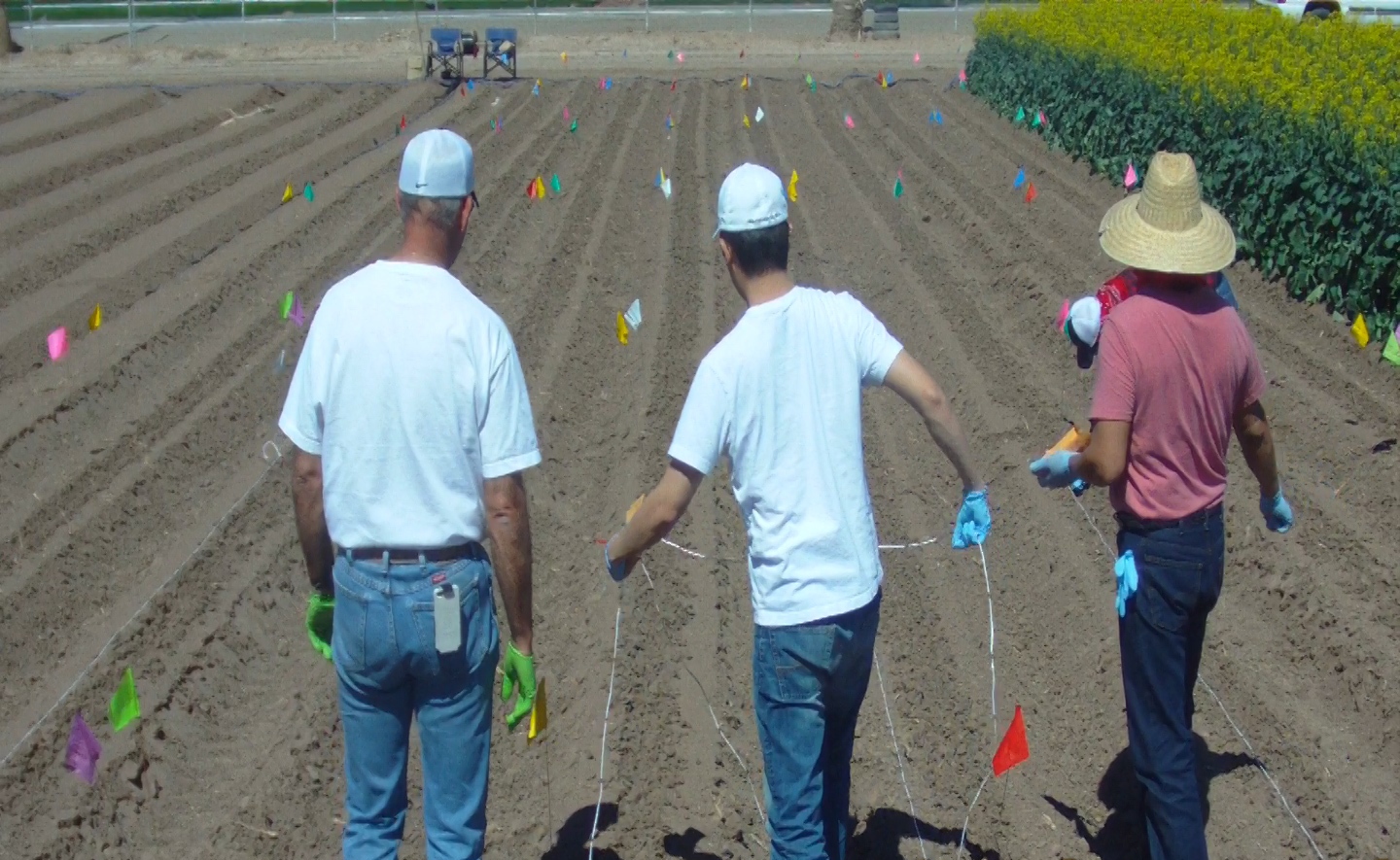 Insecticide Modes of Action on Desert Produce and Melons